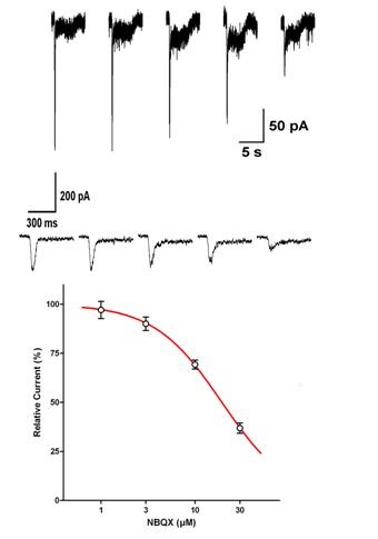 AMPA - Cell Line Glutamate