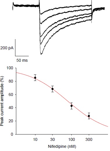 CaV1.2 - Cell Line Calcium