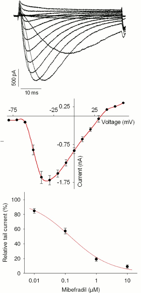 CaV3.2 - Cell Line Calcium