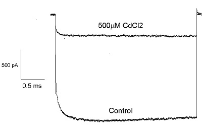 ClC-2 - Cell Line Chloride