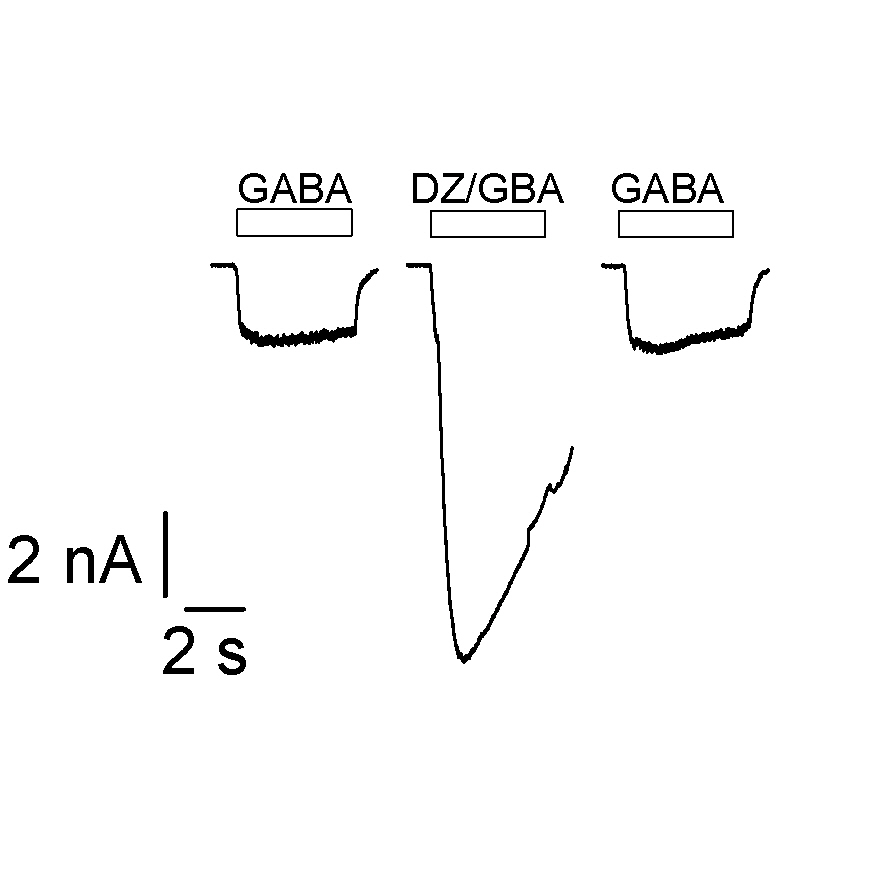 GABAA α1β3γ2 - Cell Line GABAA