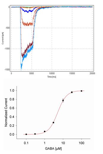 GABAA α5β2γ2 - Cell Line GABAA