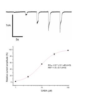 GABAA α1β2γ2 - Cell Line GABAA