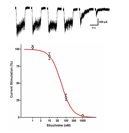 GlyRα3 - Cell Line Glycine