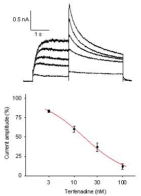 KV11.1 (hERG) - Cell Line Potassium