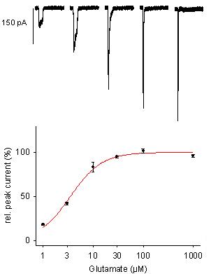 Kainate K2/K5 - Cell Line Glutamate