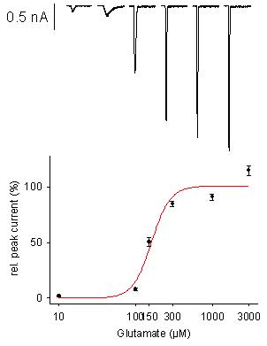 Kainate K2 - Cell Line Glutamate