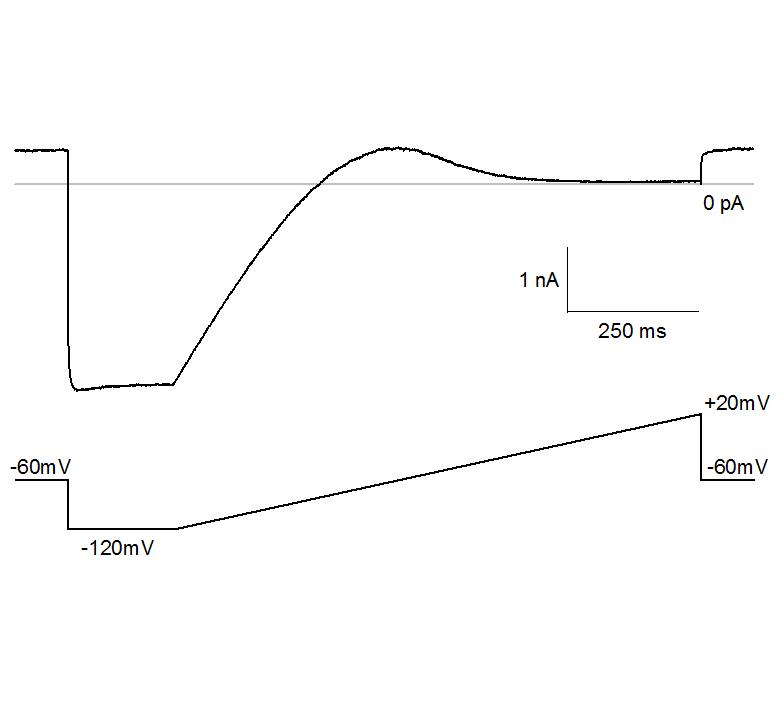 Kir2.1 - Cell Line Potassium