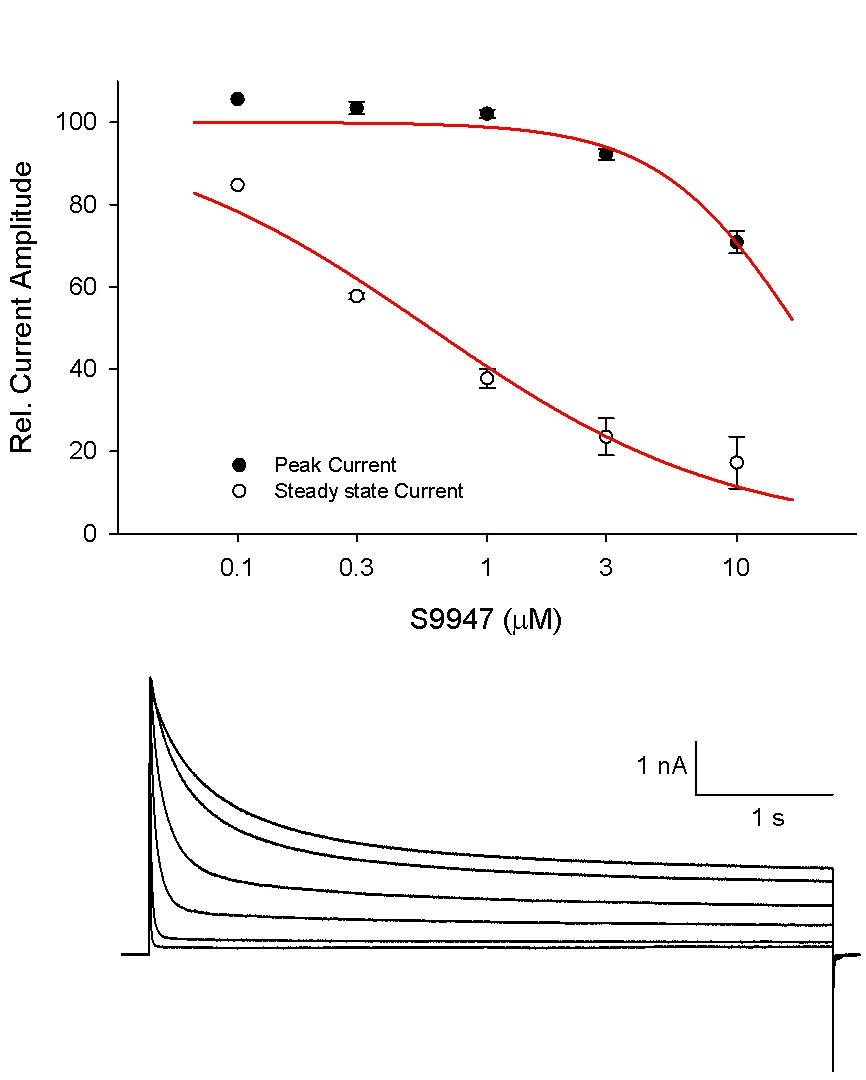 KV1.5 - Cell Line Potassium