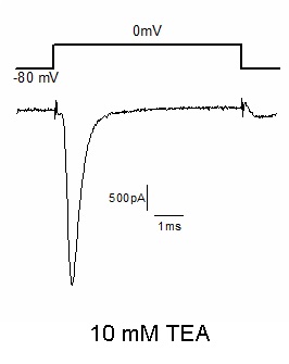 Neuroblastoma whole sodium (TTX sensitive sodium channels) - Cell Line Sodium