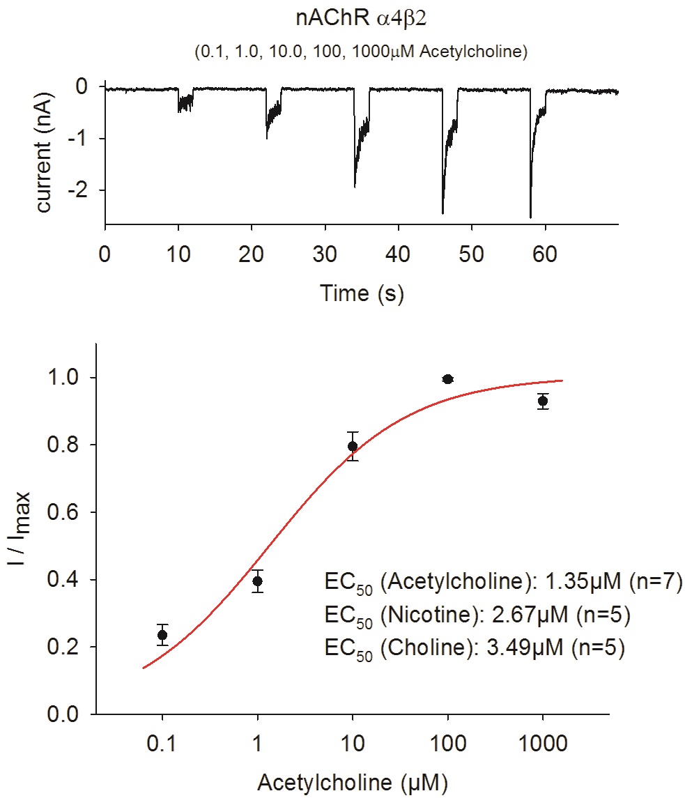 nAChR α4β2 - Cell Line Acetylcholine