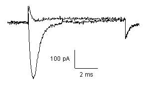 NaV1.1 - Cell Line Sodium