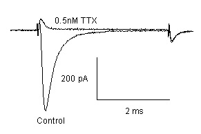 NaV1.3 - Cell Line Sodium