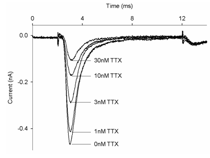 NaV1.6 - Cell Line Sodium