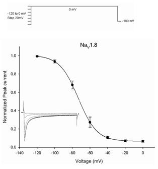 NaV1.8 - Cell Line Sodium