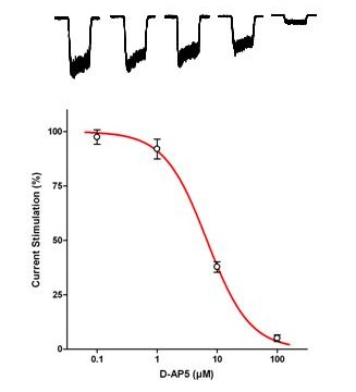 NMDA (NR1 / 2A) - Cell Line Glutamate