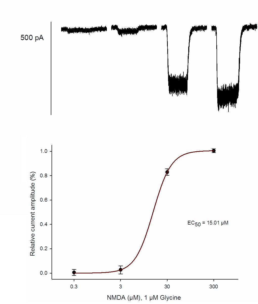 NMDA (NR1 / 2D) - Cell Line Glutamate