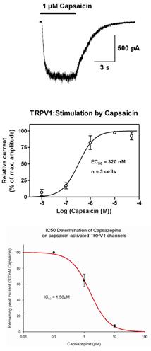 TRPV1 - Cell Line TRP