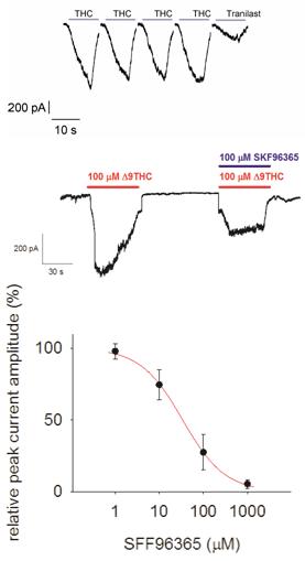 TRPV2 - Cell Line TRP